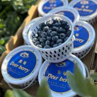 礼盒装[西沛生鲜] 国产新鲜蓝莓 个头饱满 8杯 60g/杯 单果15mm+ 口感甜蜜