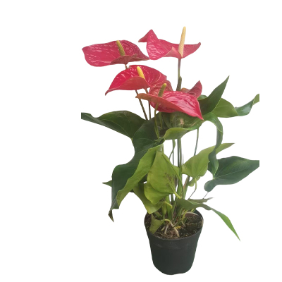 以雅以南 红掌30cm/盆