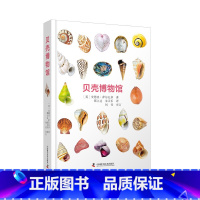 贝壳博物馆(英国自然博物馆原版引进!值得收藏的贝壳“纸上博物馆”!) [正版]贝壳博物馆 英国自然博物馆原版引进 收录超