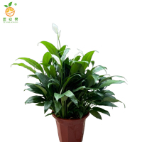 廷豪果 白掌盆栽 绿植 30cm高 /棵