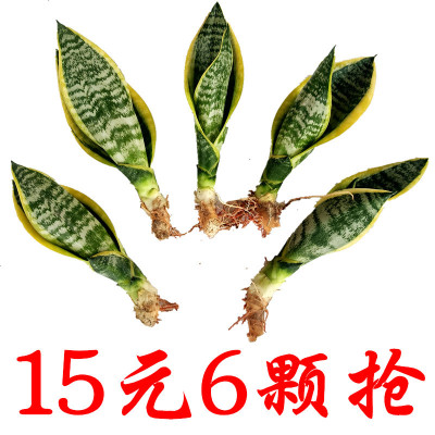 金边虎皮兰盆栽大虎尾兰室内客厅盆栽绿植花卉吸甲醛防辐射包邮