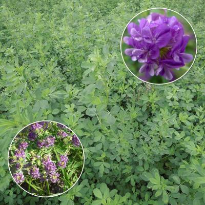 苜蓿种子紫花价格 苜蓿种子紫花最新报价 苜蓿种子紫花多少钱 苏宁易购