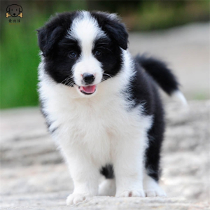 麦比佳 边境牧羊犬幼犬 边牧狗活体纯种血统级中大型边牧犬大骨架三通七白通脖通背牧羊犬高智商宠物狗公母可视频挑选