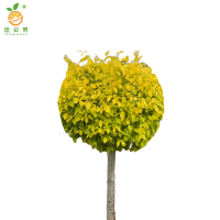 廷豪果 黄金榆球 5公分 /棵
