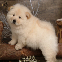 麦比佳宠物狗狗活体 松狮犬幼犬活体 纯种双血统肉嘴 面包蓝舌头松狮狗 大骨架宠物狗长毛短毛狮子狗熊狮犬