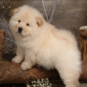 麦比佳宠物狗狗活体 松狮犬幼犬活体 纯种双血统肉嘴 面包蓝舌头松狮狗 大骨架宠物狗长毛短毛狮子狗熊狮犬