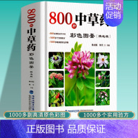 [正版]800种中草药彩色全图鉴精选版 中草药抓配彩图大全书 中药材大百科本草纲目彩色图鉴 中医基础理论中草药识别中医养
