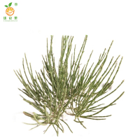 廷豪果 梭梭苗 30cm /棵