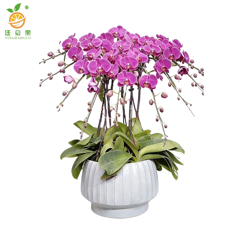 廷豪果 蝴蝶兰盆栽 高1m左右 盆