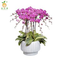 廷豪果 蝴蝶兰盆栽 高1m左右 盆