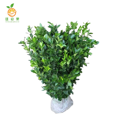 廷豪果 东青苗 0.8m /根