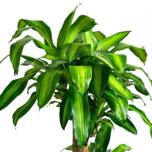 诚智旺 金心巴西铁树 1.6-1.7m /棵