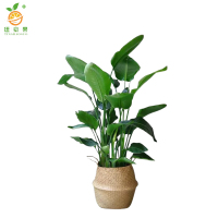 廷豪果 天堂鸟 1.8-2米 /棵