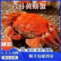 苏州大闸蟹蟹灵阁鲜活六月黄大闸蟹1.5两12只装公母随机大螃蟹鲜甜满黄直达到家死蟹包赔