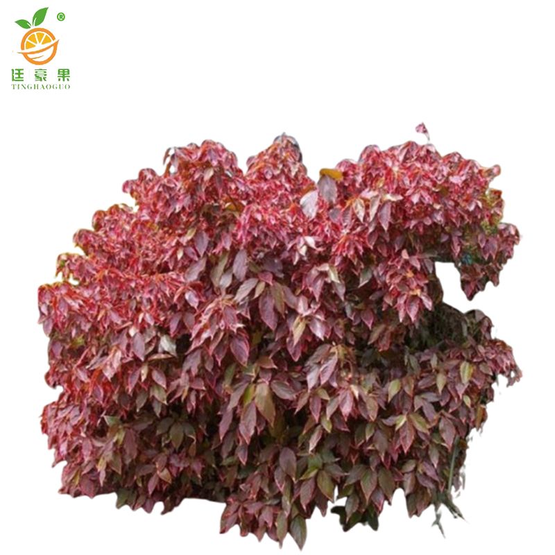 廷豪果 红桑 高20-30cm /棵