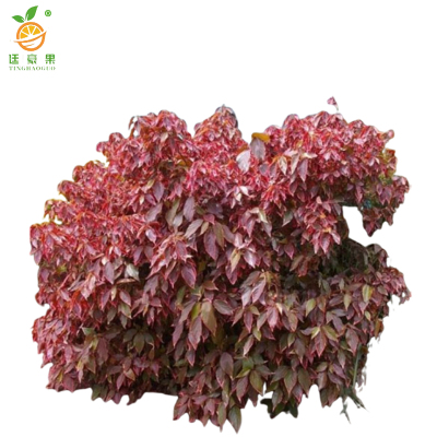 廷豪果 红桑 高20-30cm /棵