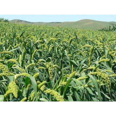 博多客小米粉500g小米面粉农家煎饼面纯黄小米面粉黄米米粉