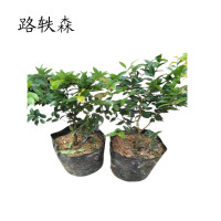 路轶森 嘉宝果高 1-1.5m 棵