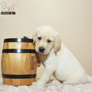 点点宠物 狗狗 宠物狗狗拉布拉多犬幼犬 血统级短毛高智商拉不拉多导盲犬 黄色奶白色黑色可选公母视频挑选 包健康
