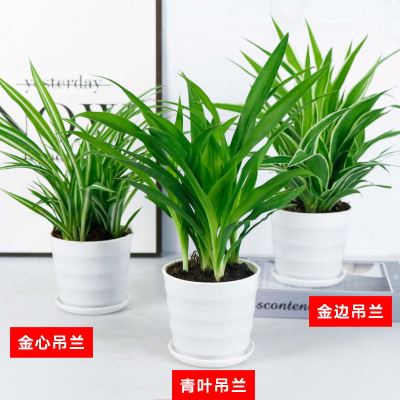 花卉盆栽绿萝发财树弹痕吊兰植物盆栽绿植水培植物室内好养绿植金边+金心（吊兰）不含盆