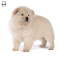 麦比佳 松狮犬幼犬松狮狗狗活体 纯种双血统大骨架大肉嘴松狮狗赛级面包嘴中大型家庭犬 米白色黄色黑色 视频挑选