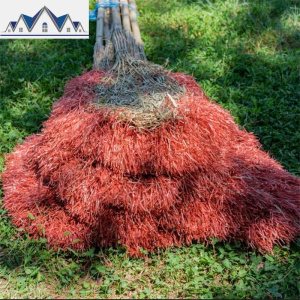 大扫把竹扫帚扫地马路扫院子的塑料丝庭院家用单个笤帚长扫室外 三维工匠 竹竿把塑料丝款不起尘